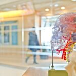 selective focus phot of artificial human skull