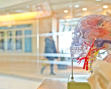 selective focus phot of artificial human skull