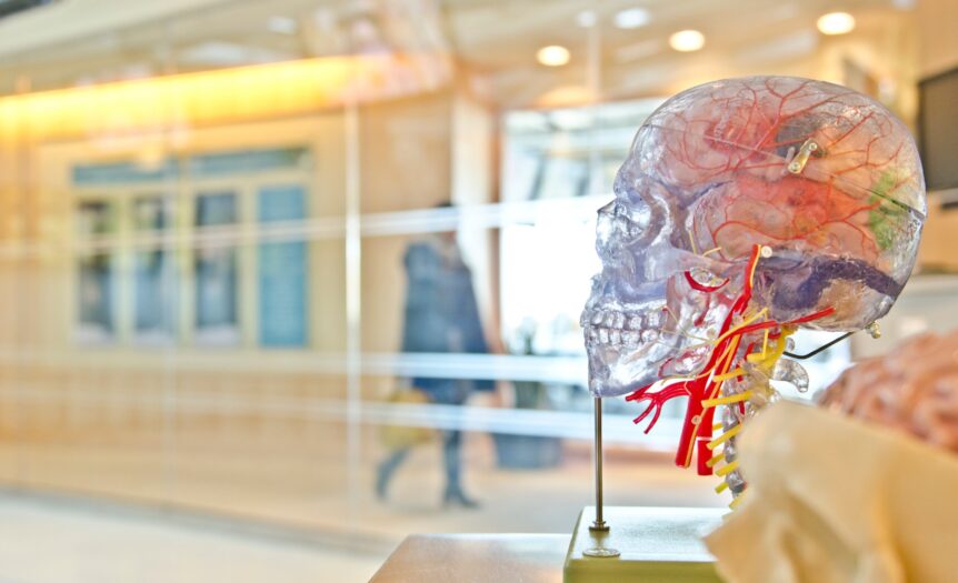 selective focus phot of artificial human skull
