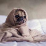 Χειμερινή επιβράδυνση
