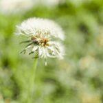 white dandelion in close up photography