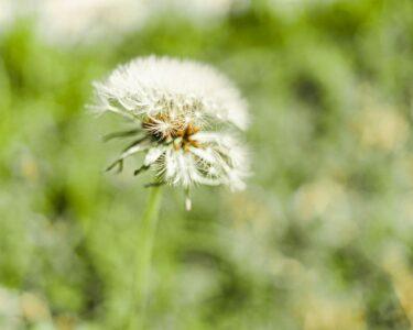 white dandelion in close up photography
