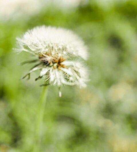 white dandelion in close up photography