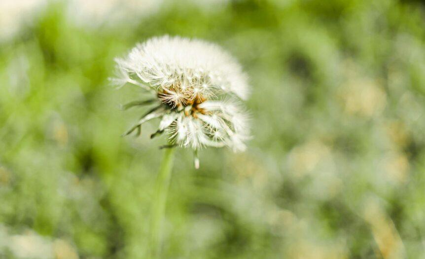 white dandelion in close up photography