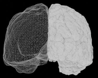 a computer generated image of a human brain
