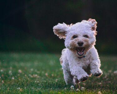 shallow focus photography of white shih tzu puppy running on the grass